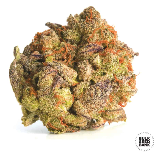 BUBBLEGUM EXTRA